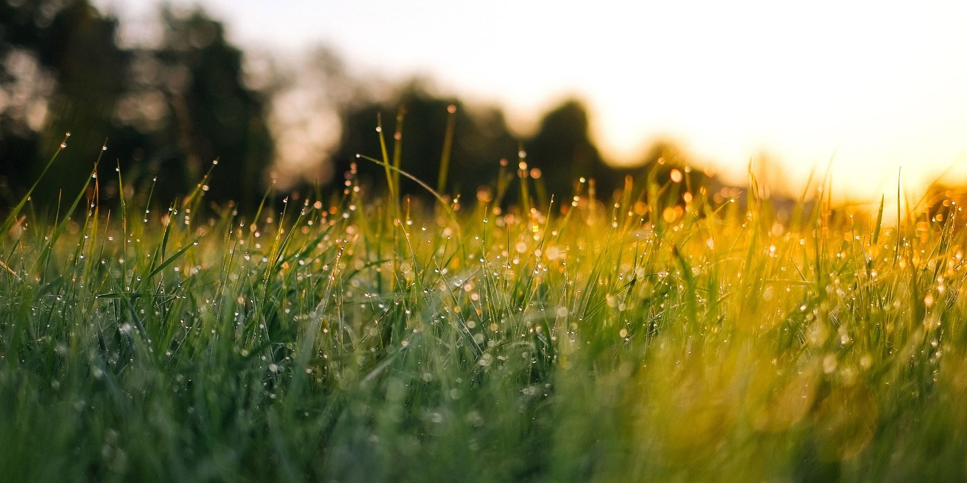 Vihreä niitty auringonlaskussa